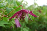 Clematis 'OCTOPUS'